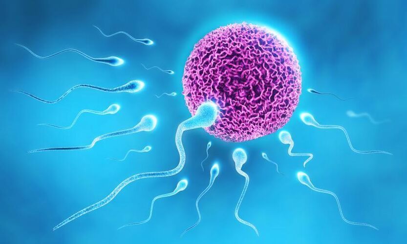 sperm in the lubricant composition in men