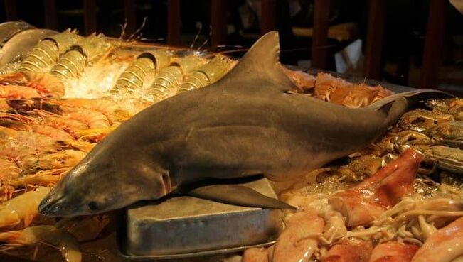 Sharks to increase efficiency